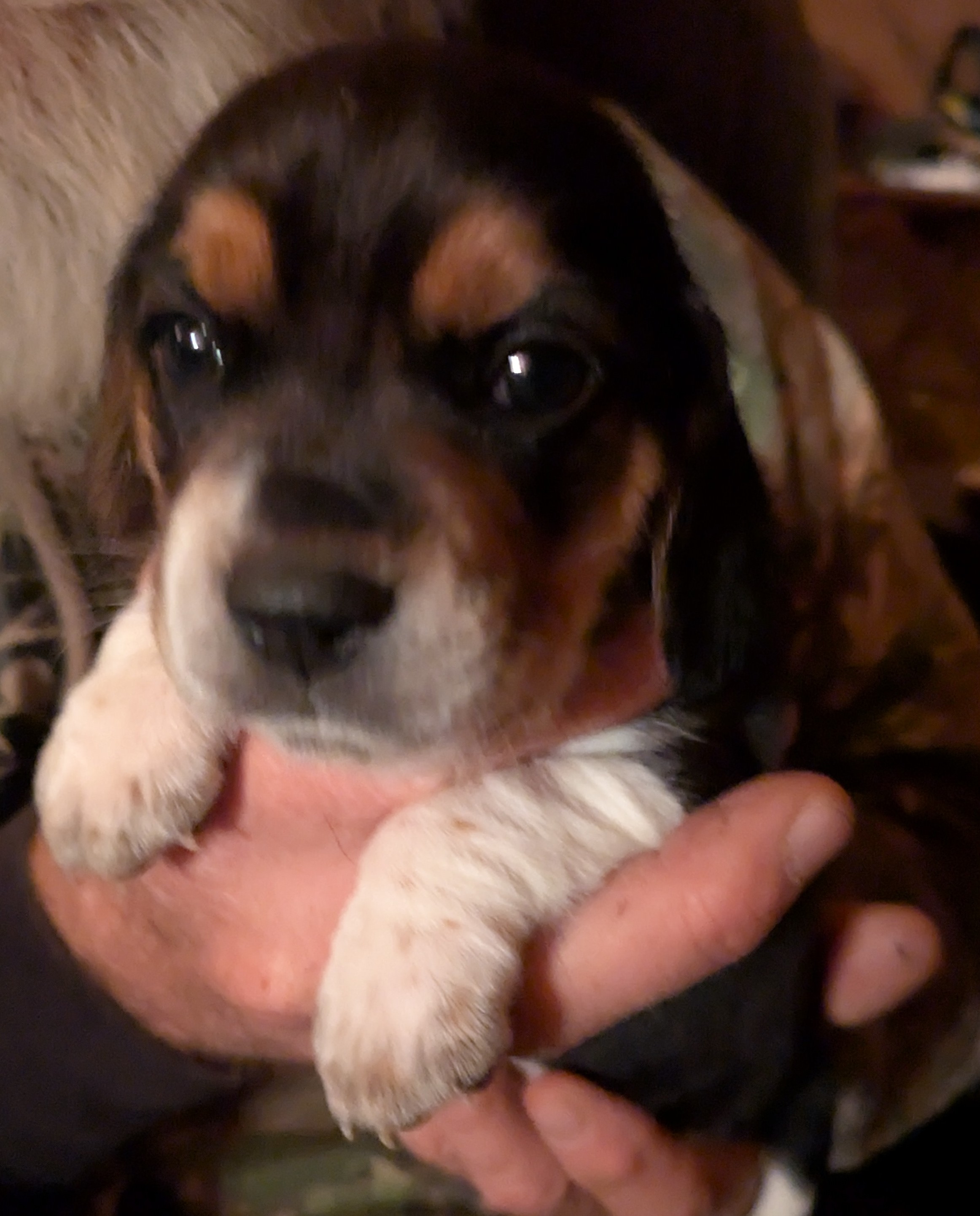 beagle puppy 3