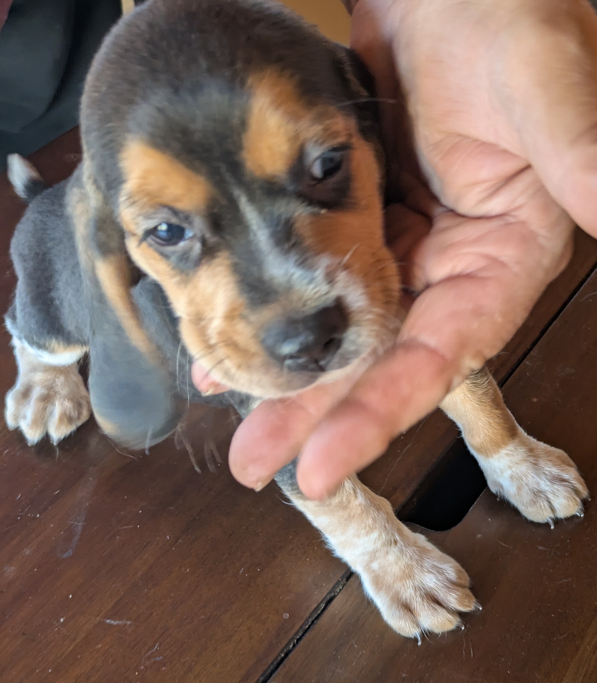 beagle puppy 2