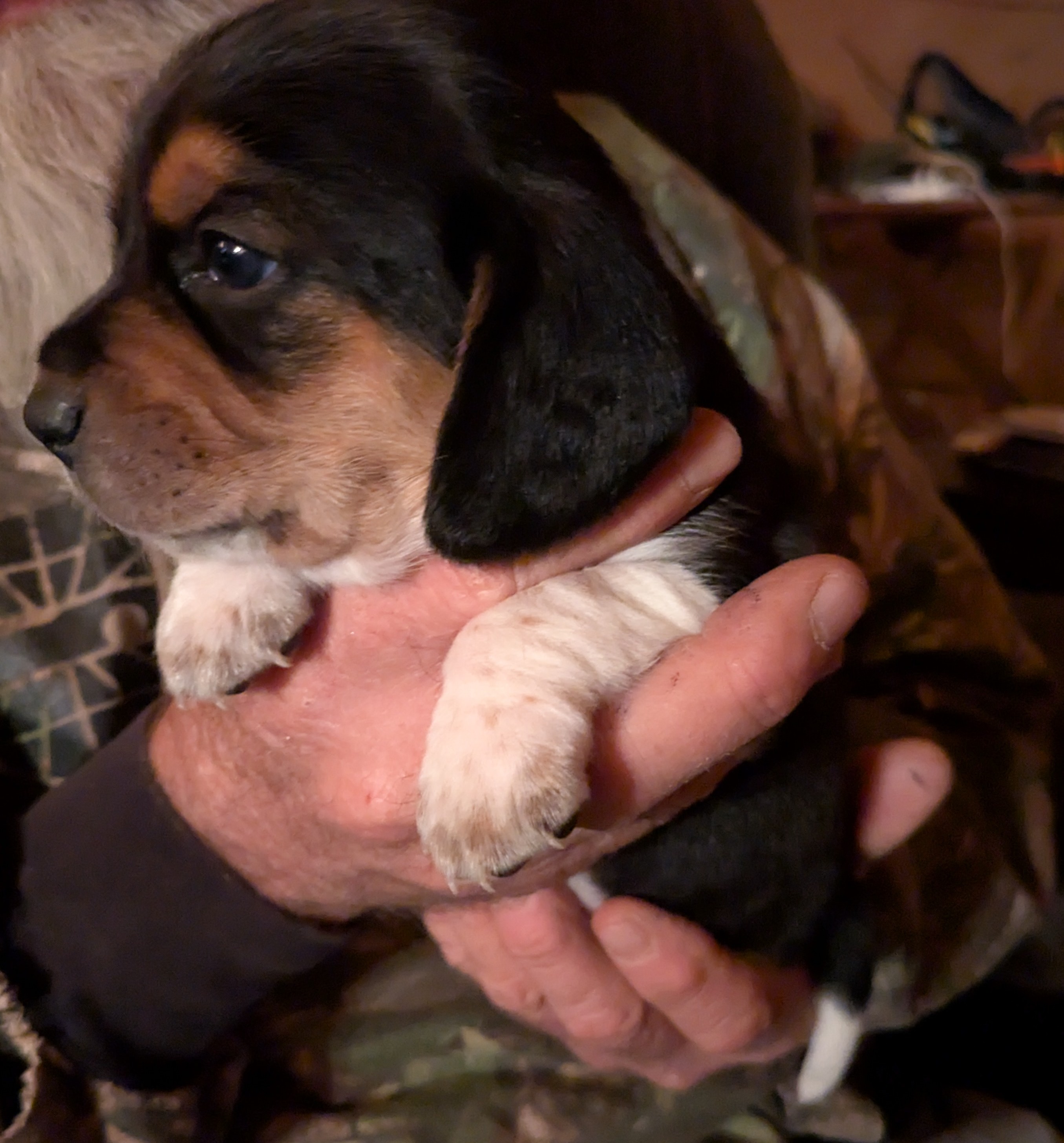 beagle puppy 1